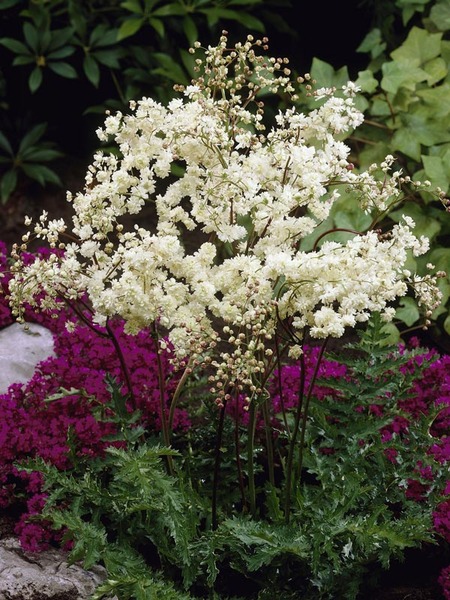 Endless Summer Blushing Bride Hydrangea Hydrangea Macrophylla