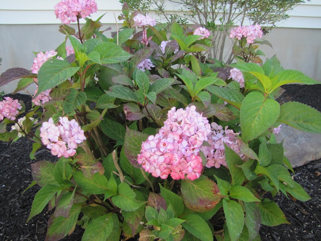 Hydrangea 'Endless Summer' - The Obsessive Neurotic Gardener