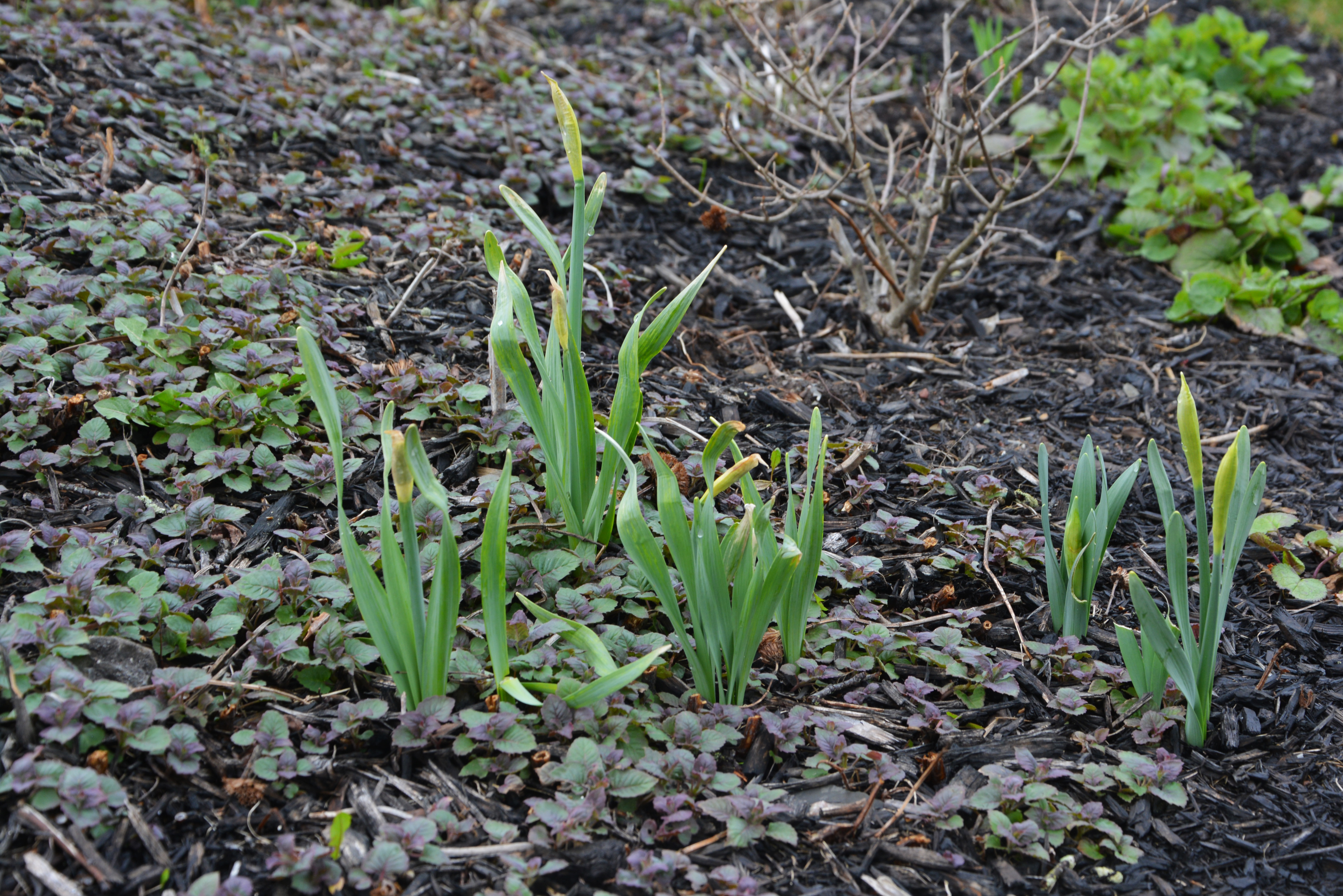 Pruning Archives - The Obsessive Neurotic Gardener