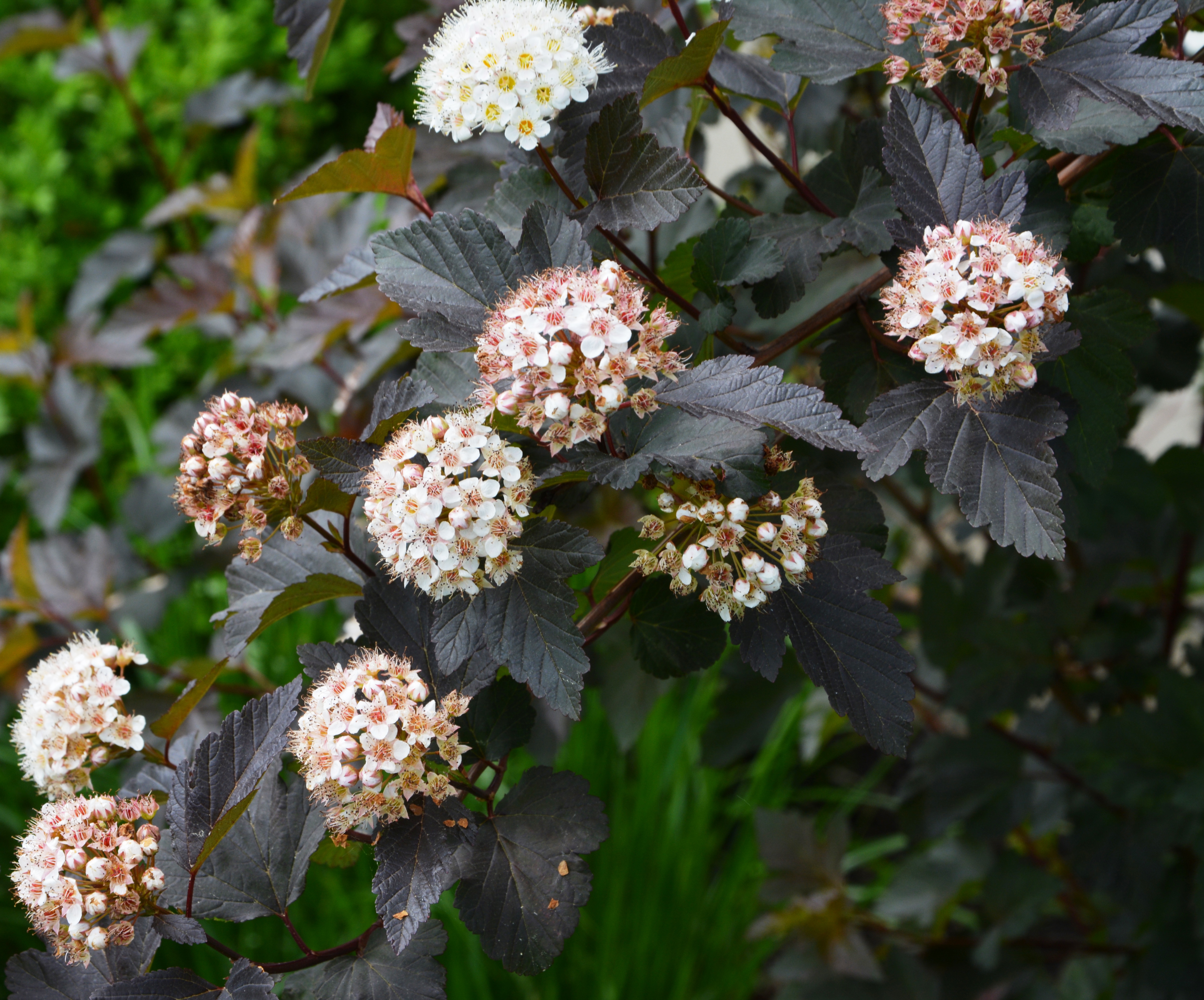 ninebark blooms - The Obsessive Neurotic Gardener